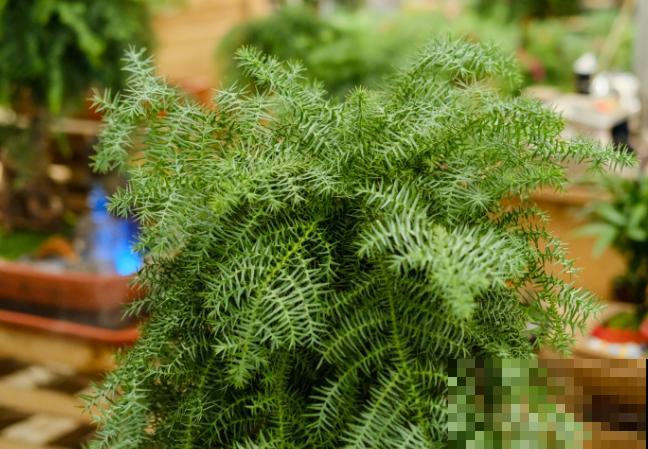 澳洲杉繁殖，主要有这2种，学会后养殖变简单