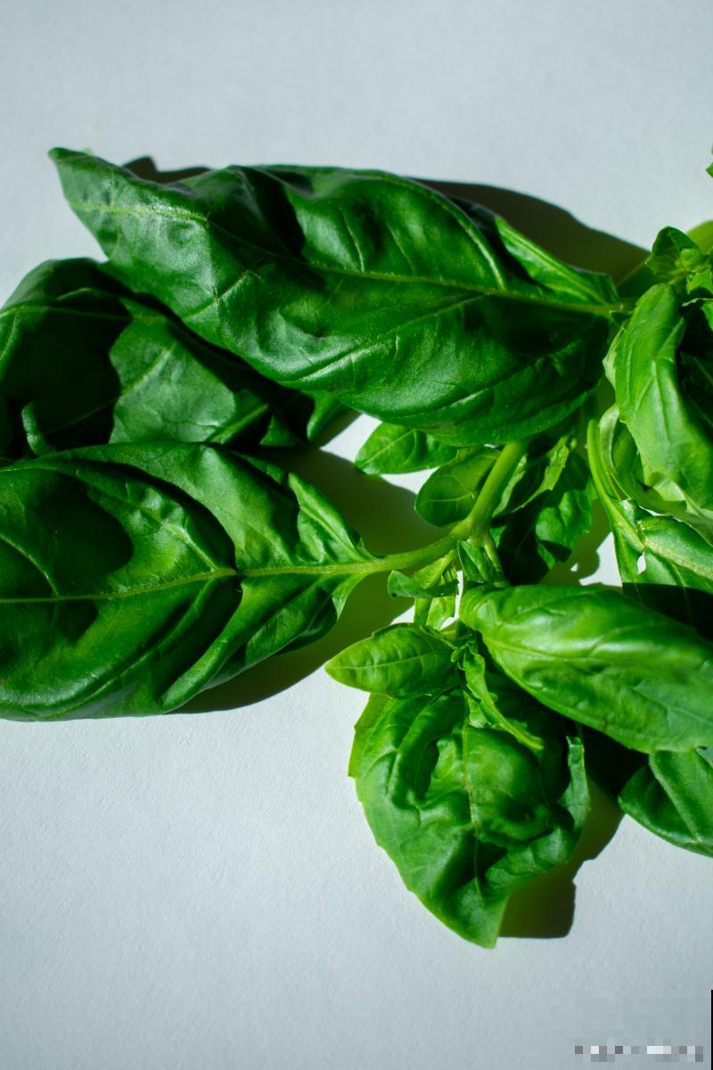 木耳菜如何采摘？