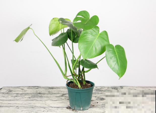 龟背竹茎倒伏，学会这4点，改善倒伏情况