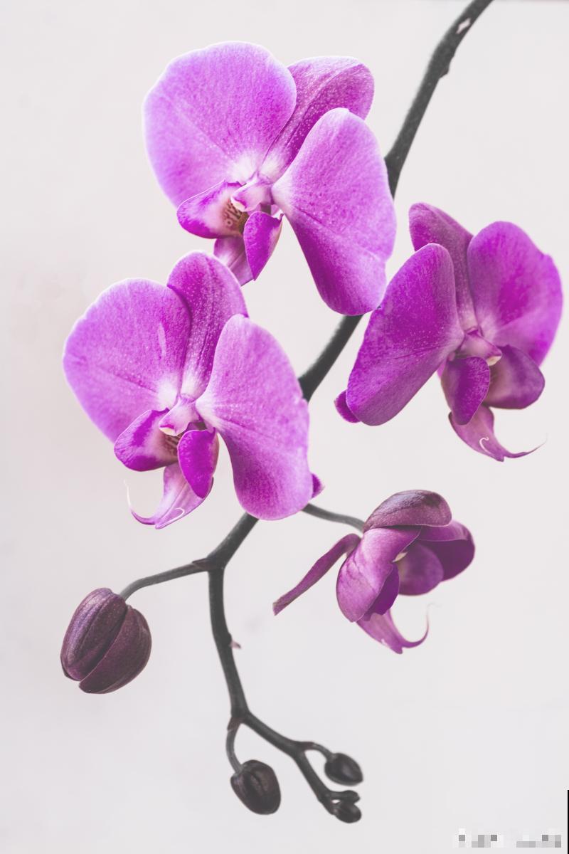 长不大的花有哪些 长不大的花有哪些