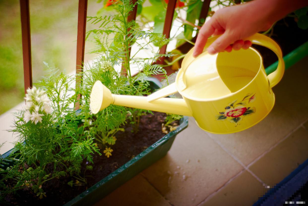 花盆土壤板结怎么办