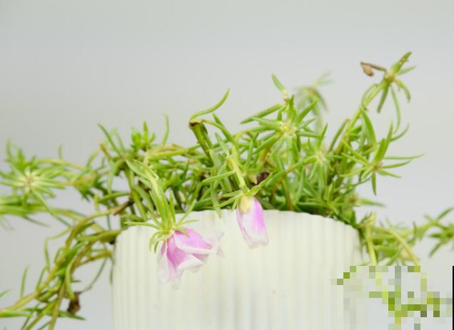 养殖宿根太阳花要注意，温度低冻死不会重新发芽