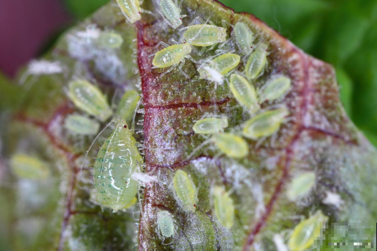 植物白绢病怎么治