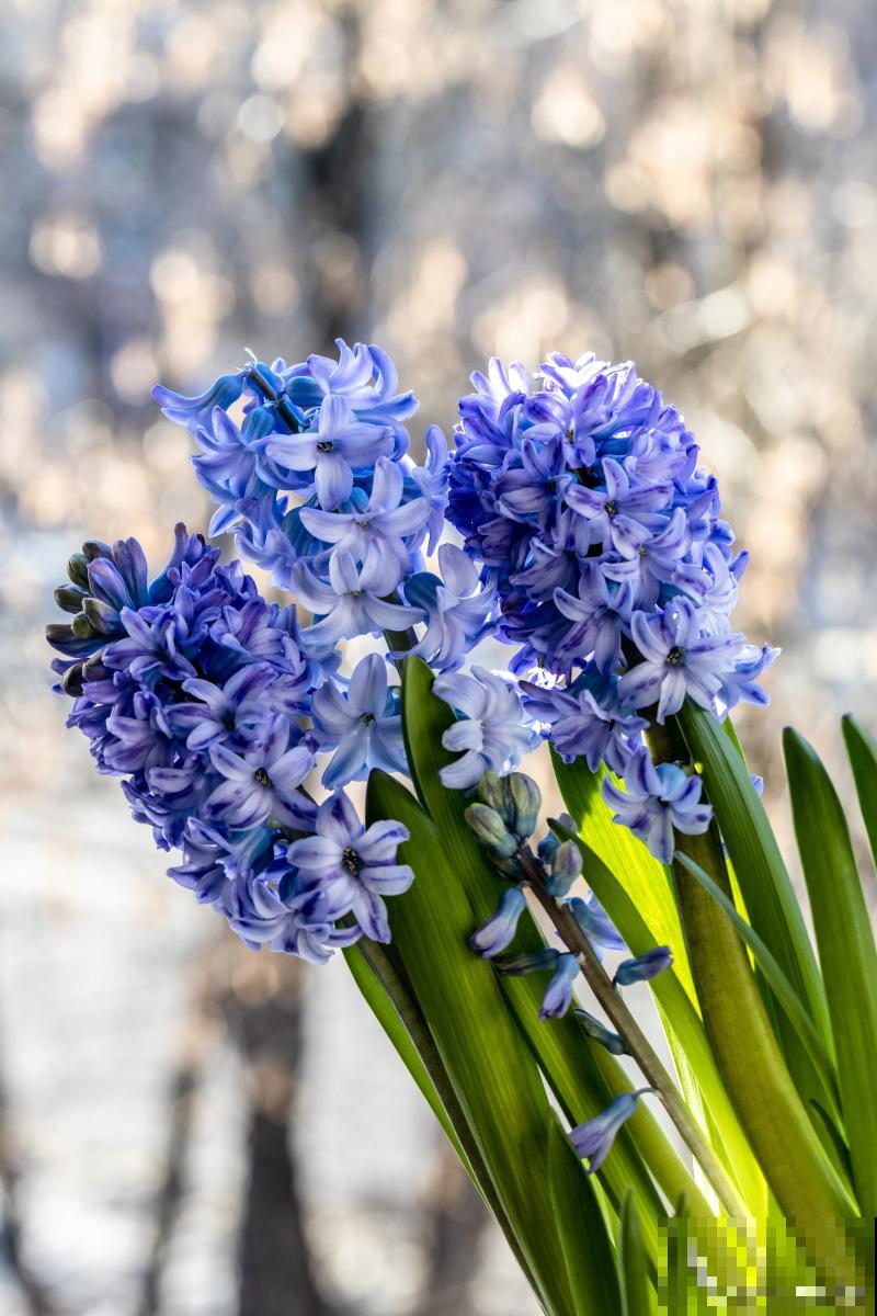 风信子不长根怎么回事 风信子不长根怎么回事