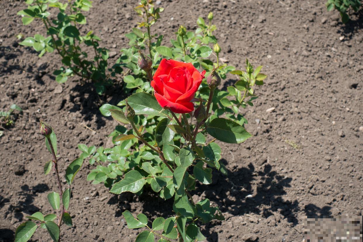 玫瑰怎么养才能养活