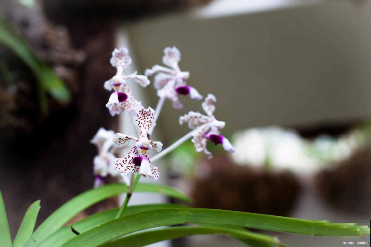 秋天开花的兰花有哪些