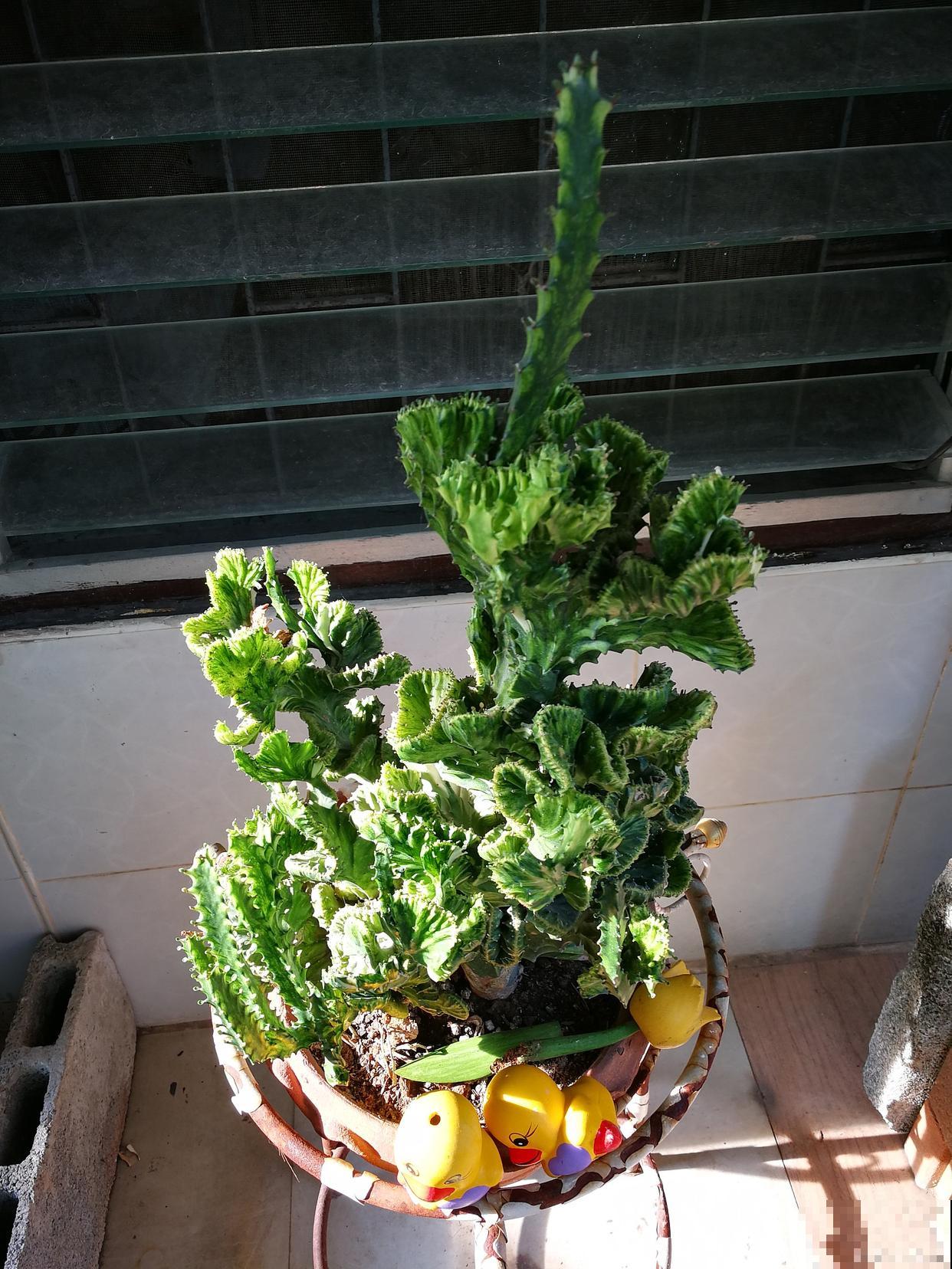 麒麟用什么土栽培最好