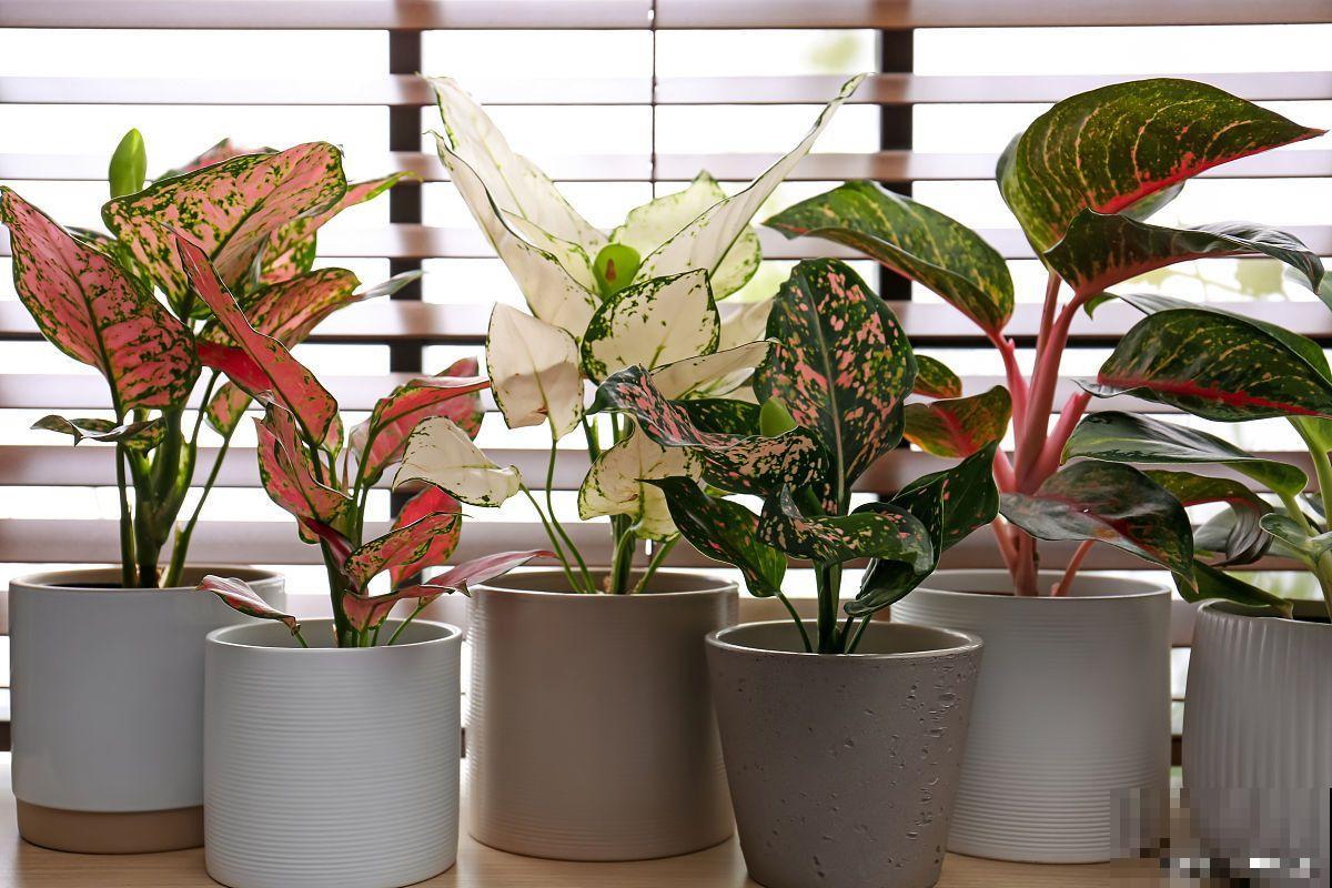 富贵红的养殖方法