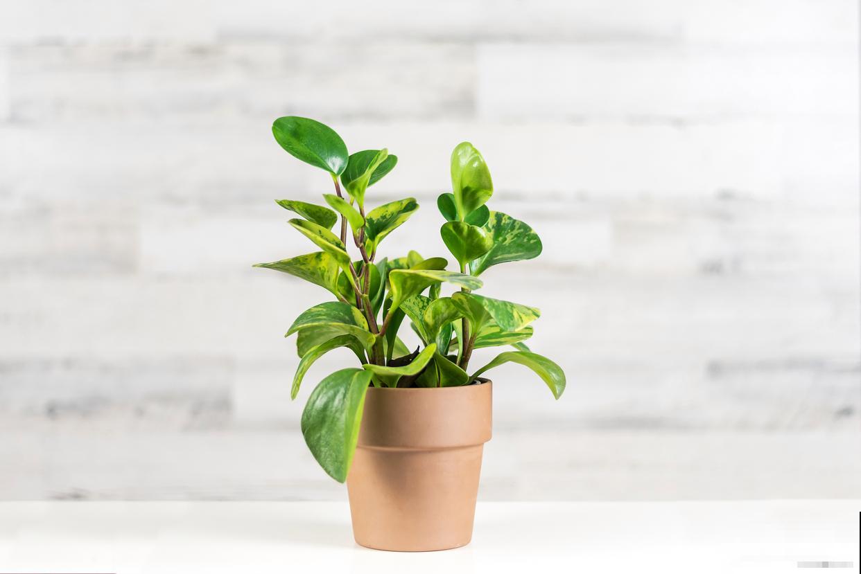 豆瓣绿如何扦插？