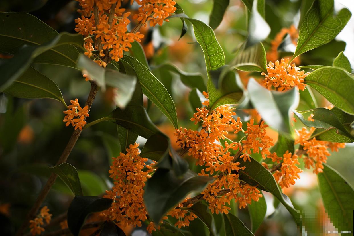 红色桂花树是什么品种