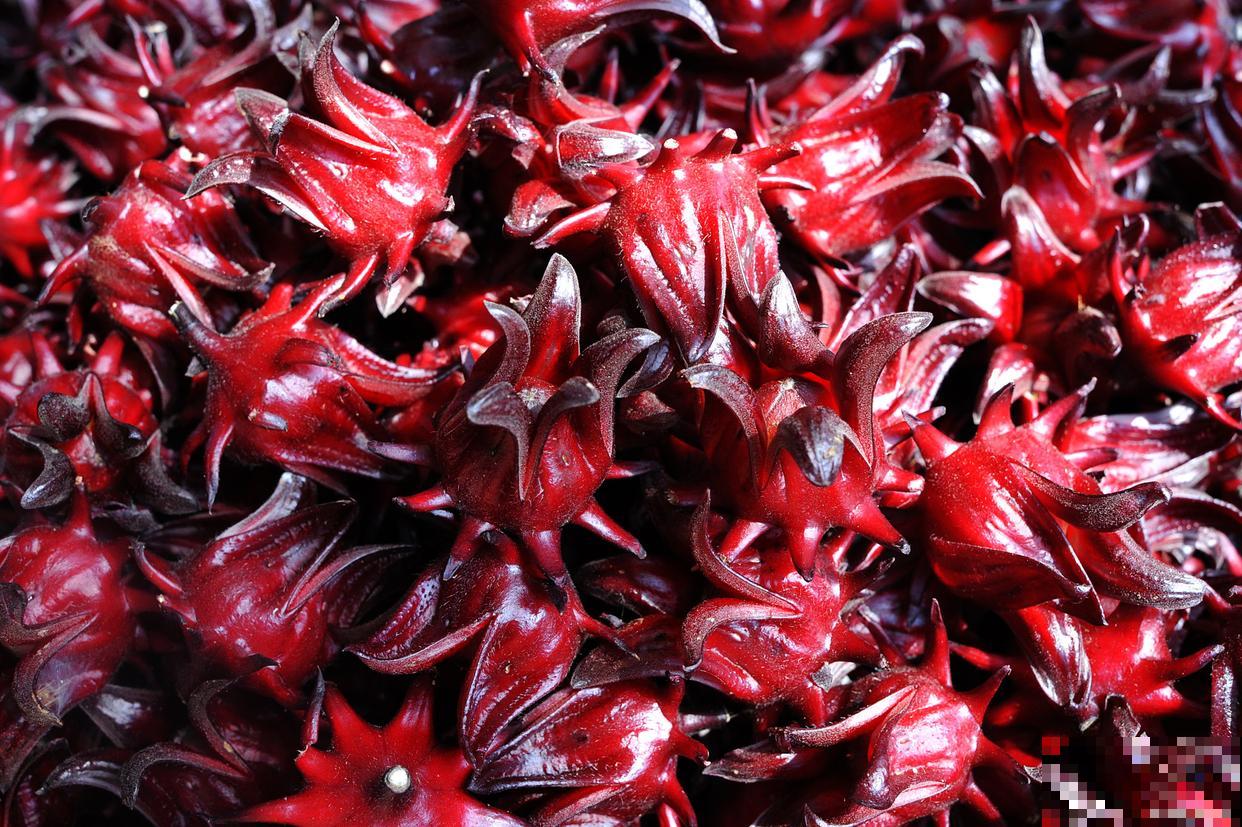 玫瑰茄怎么种植？