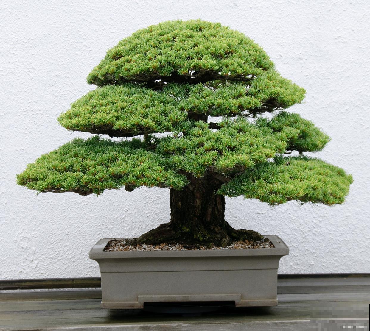 欧洲松盆景怎么养