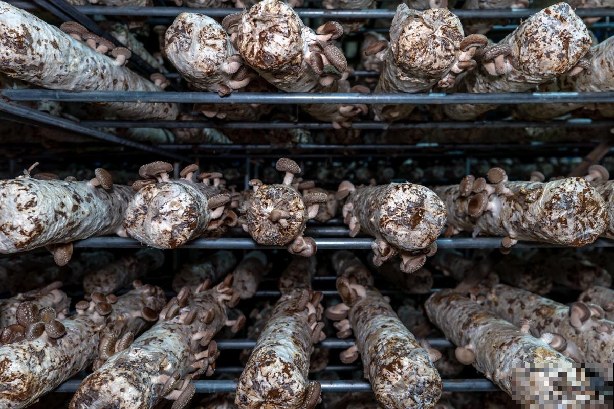 食用菌的栽培技术