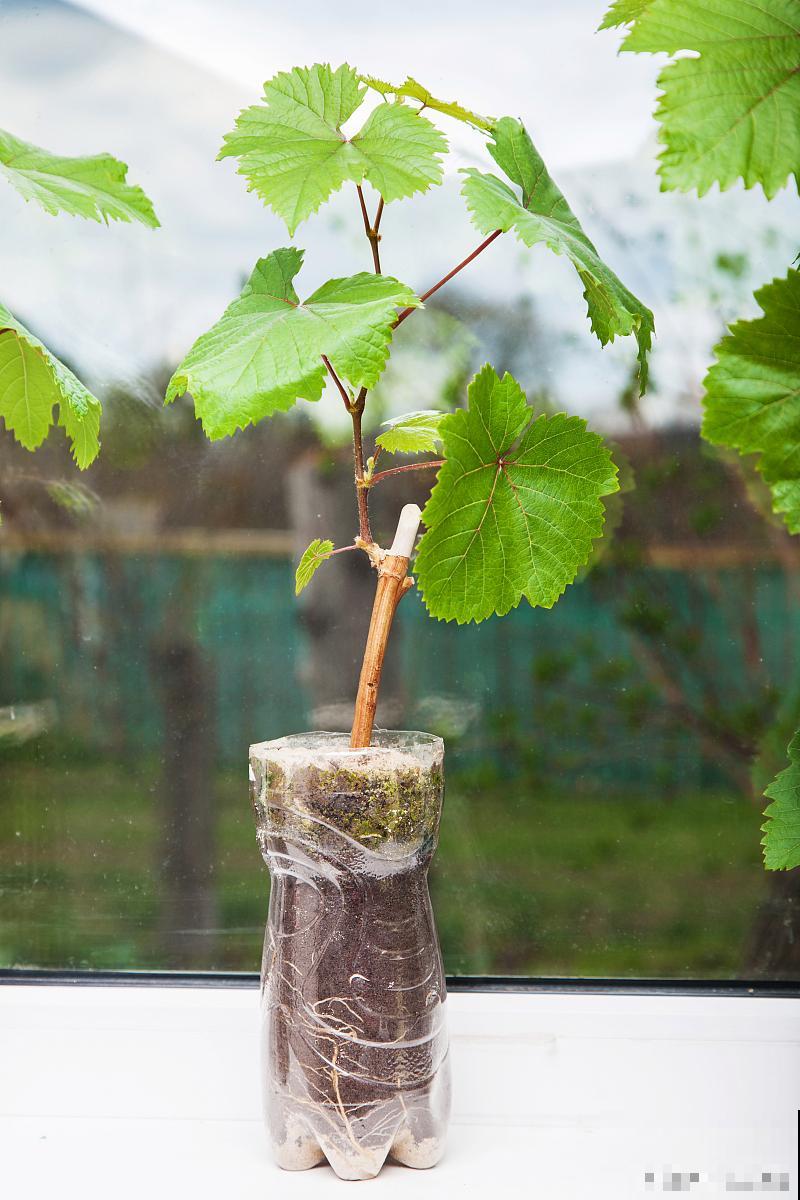 盆栽葡萄多久浇水一次