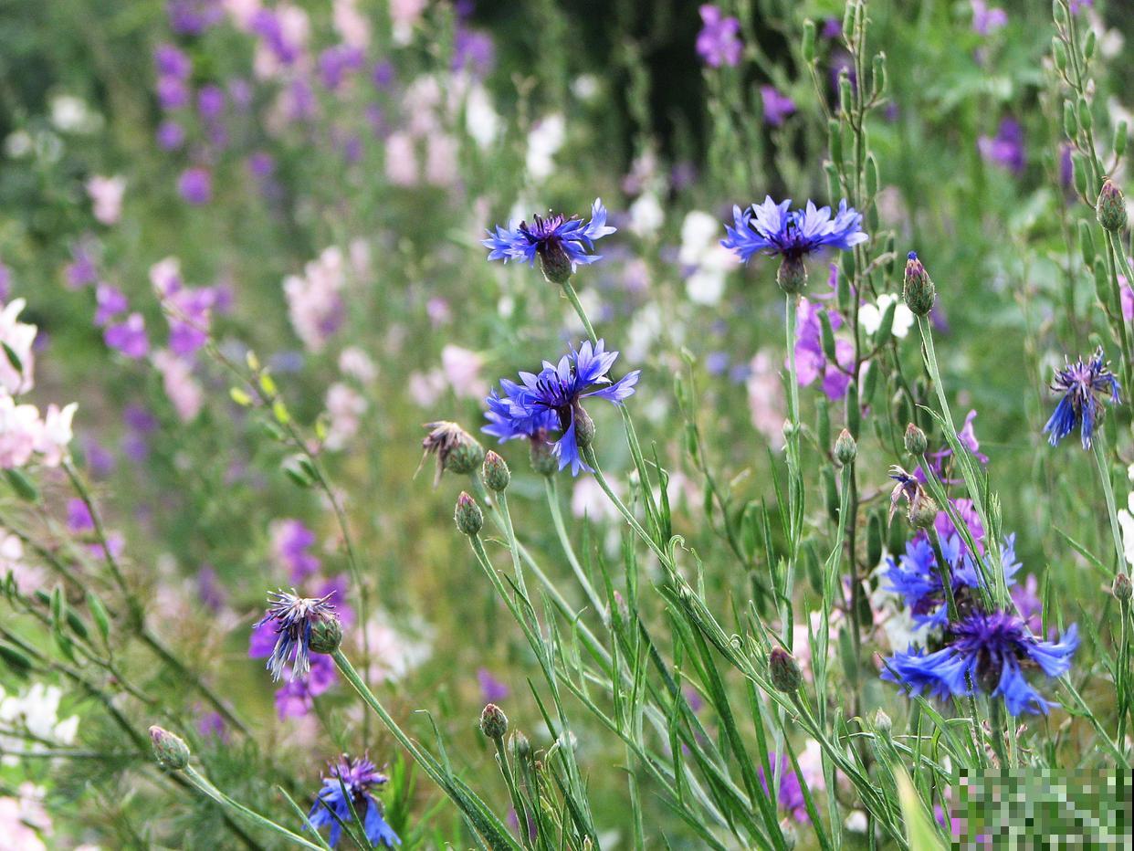 矢车菊种子怎么种植 矢车菊种子怎么种植