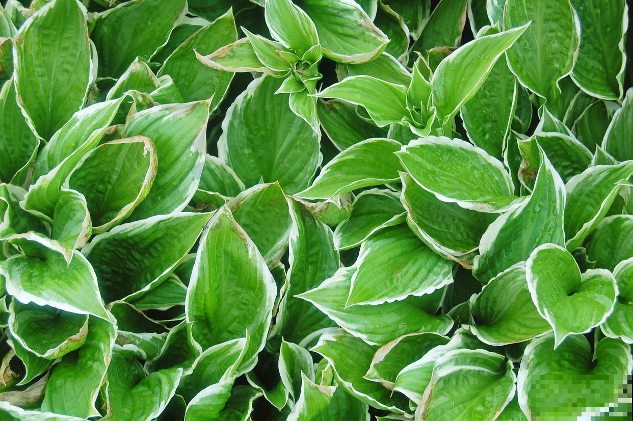 夏季植物有哪些？