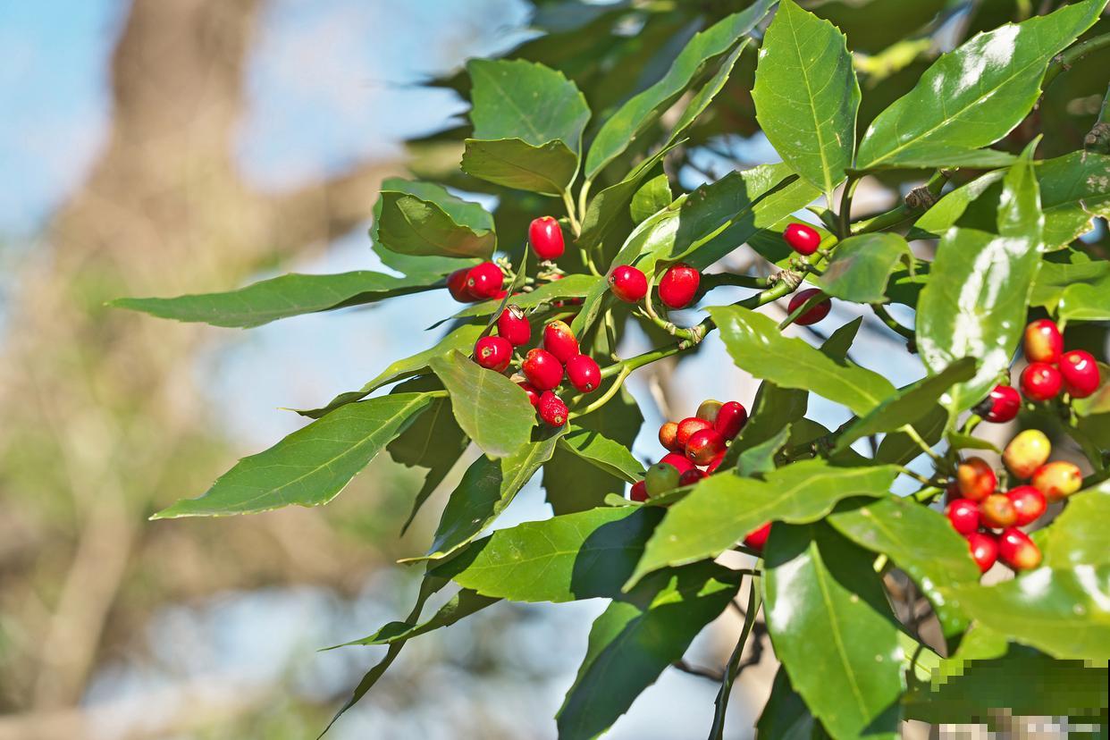 山茱萸花怎么养殖 山茱萸花怎么养殖