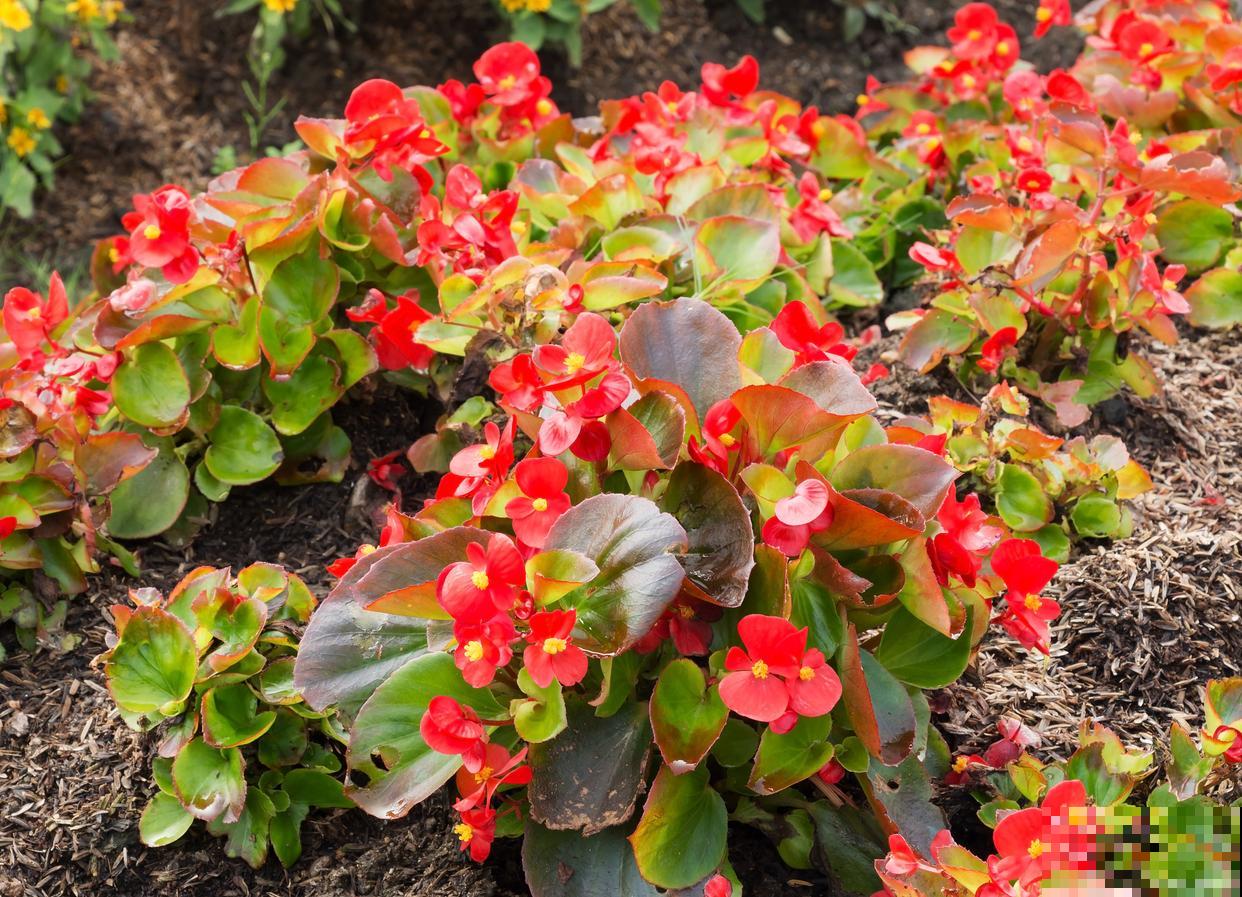 秋海棠如何繁殖？