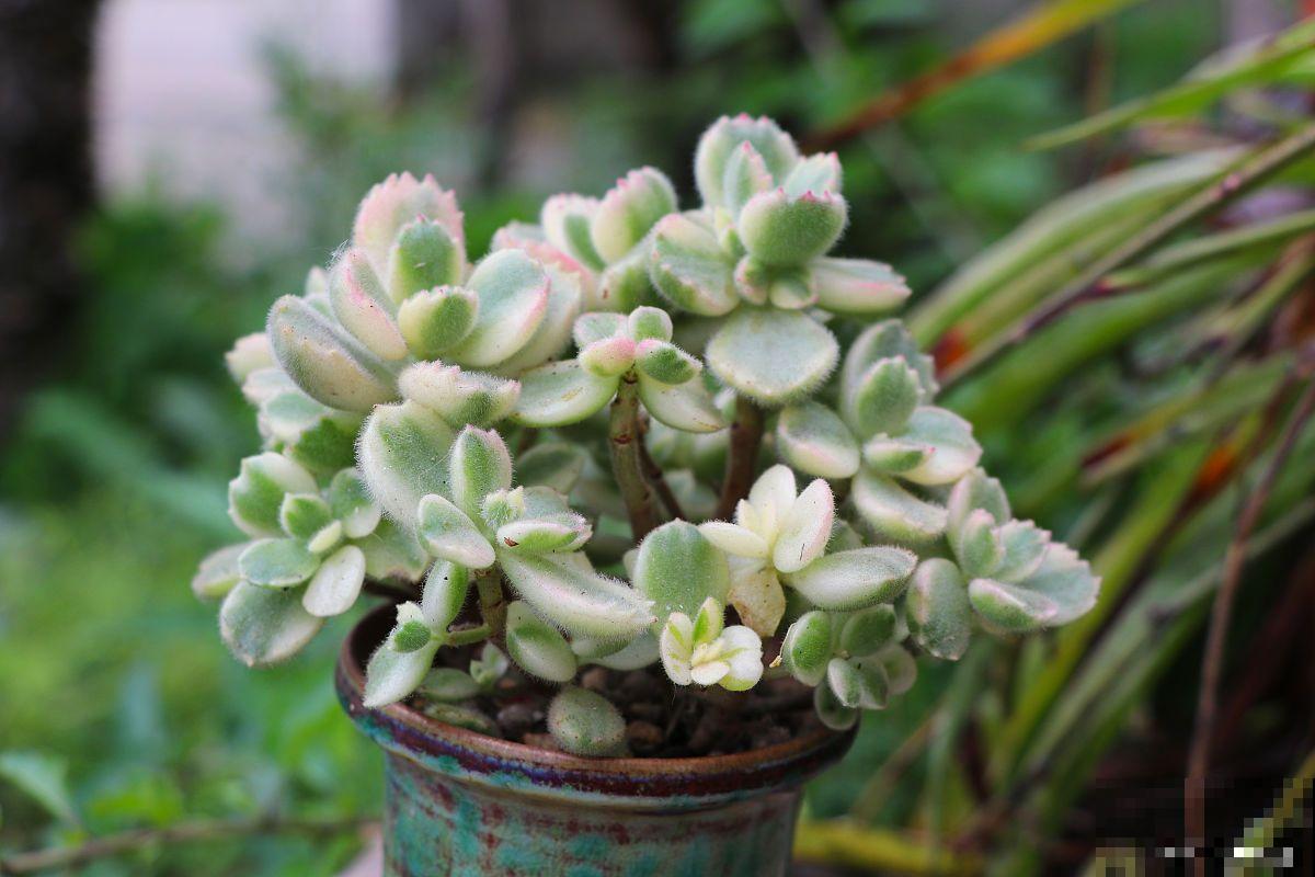 多肉植物福娘怎么养 多肉植物福娘怎么养