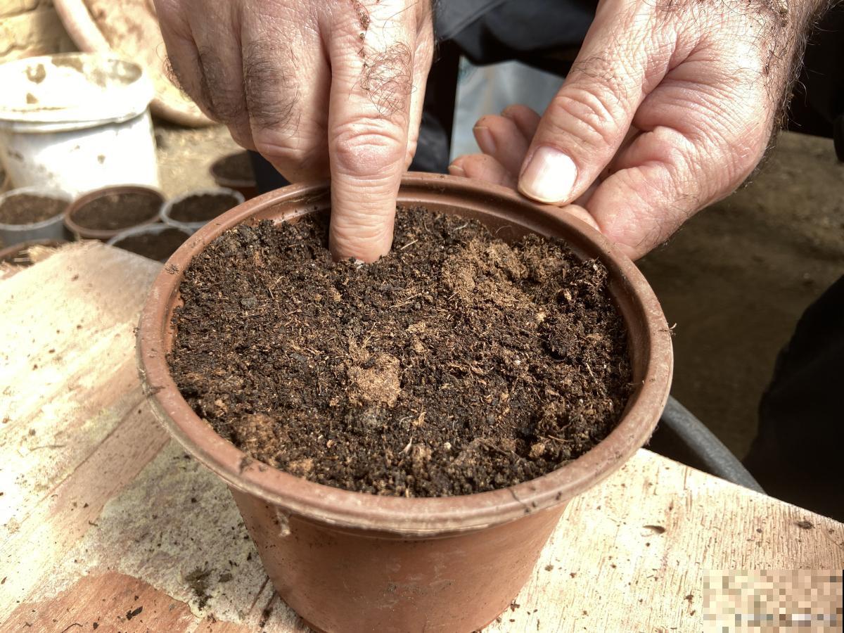 花盆土多久换一次 花盆土多久换一次