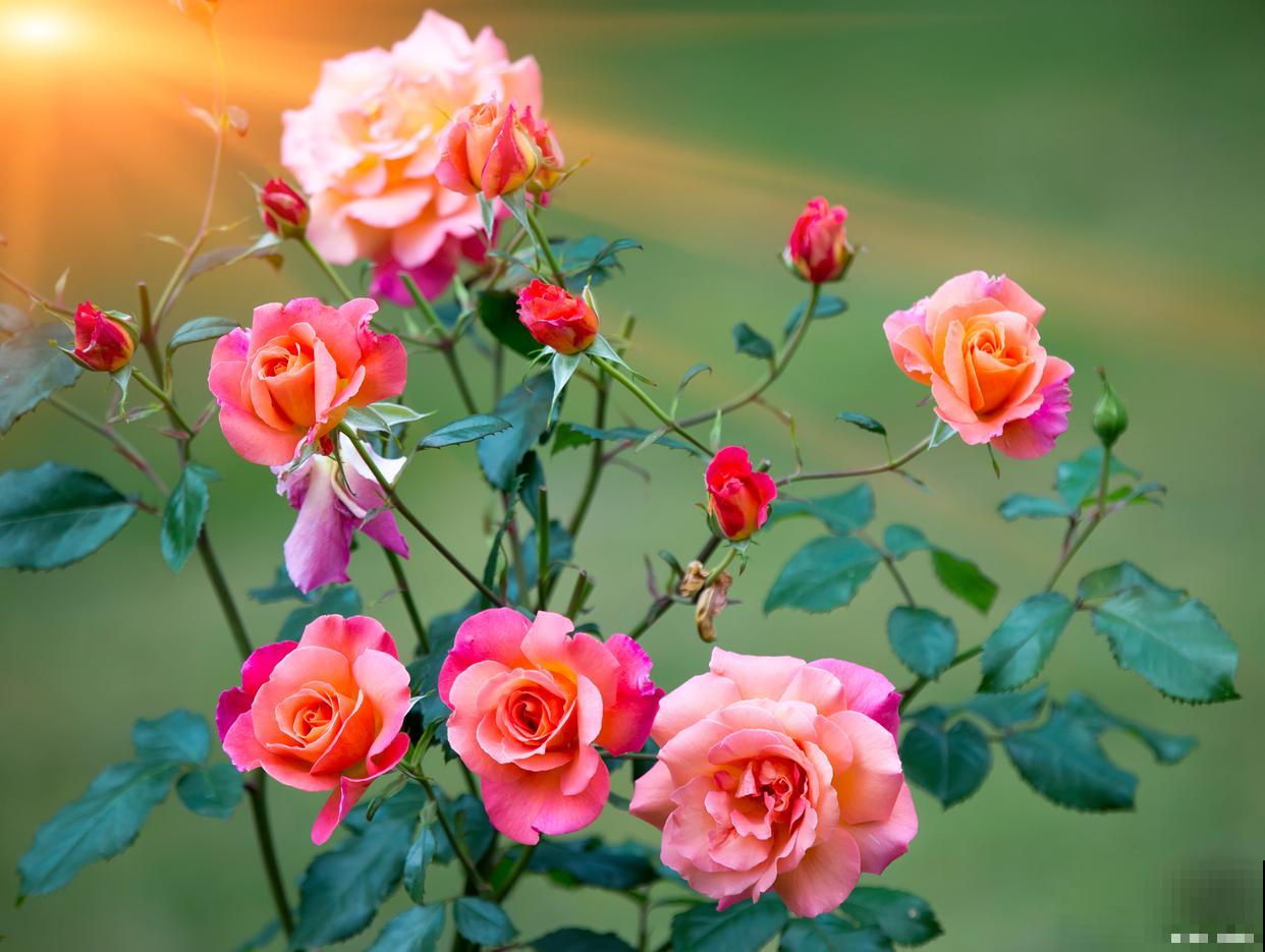 月季花怎么插枝才能活 月季花怎么插枝才能活