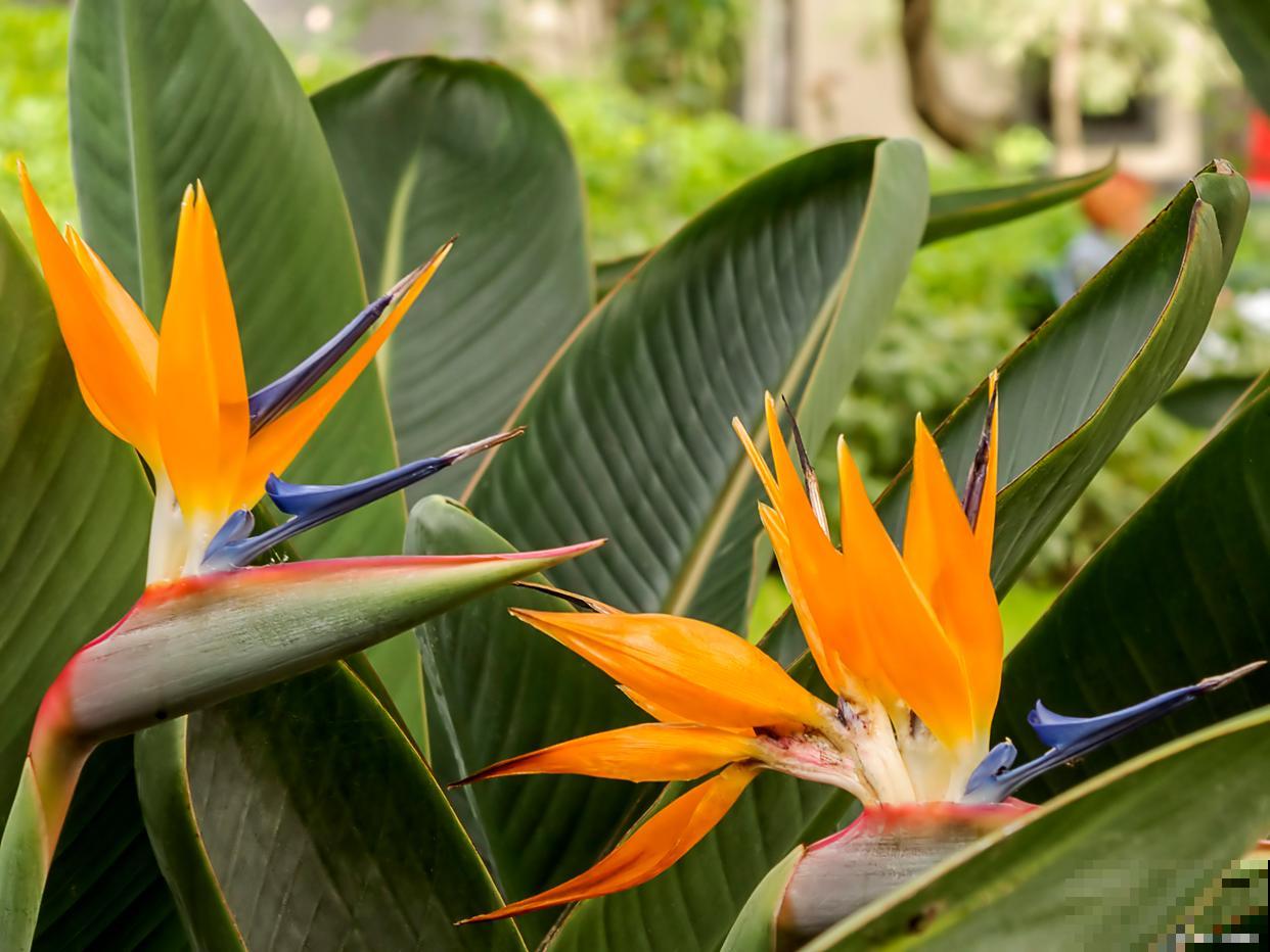 天堂鸟叶子发黄干枯焦边怎么补救 天堂鸟叶子发黄干枯焦边怎么补救