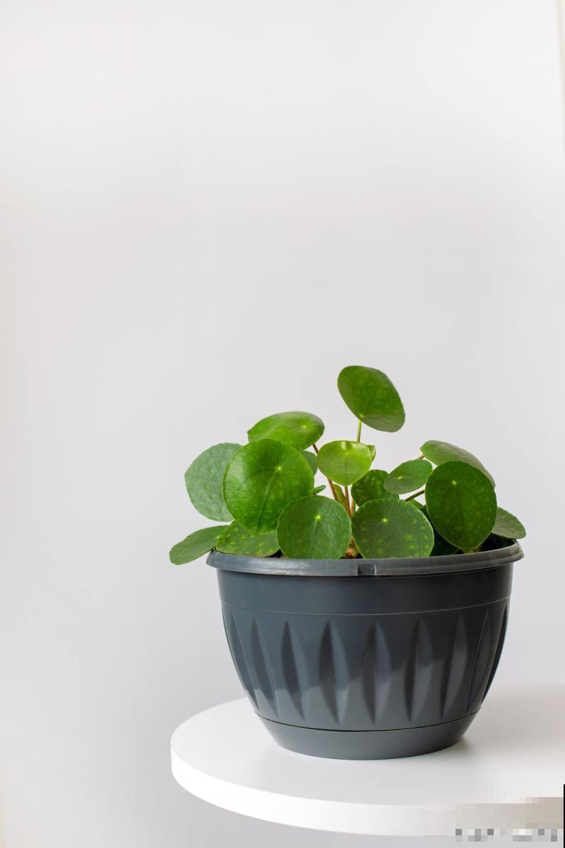 铜钱草怎么养好看 铜钱草怎么养好看