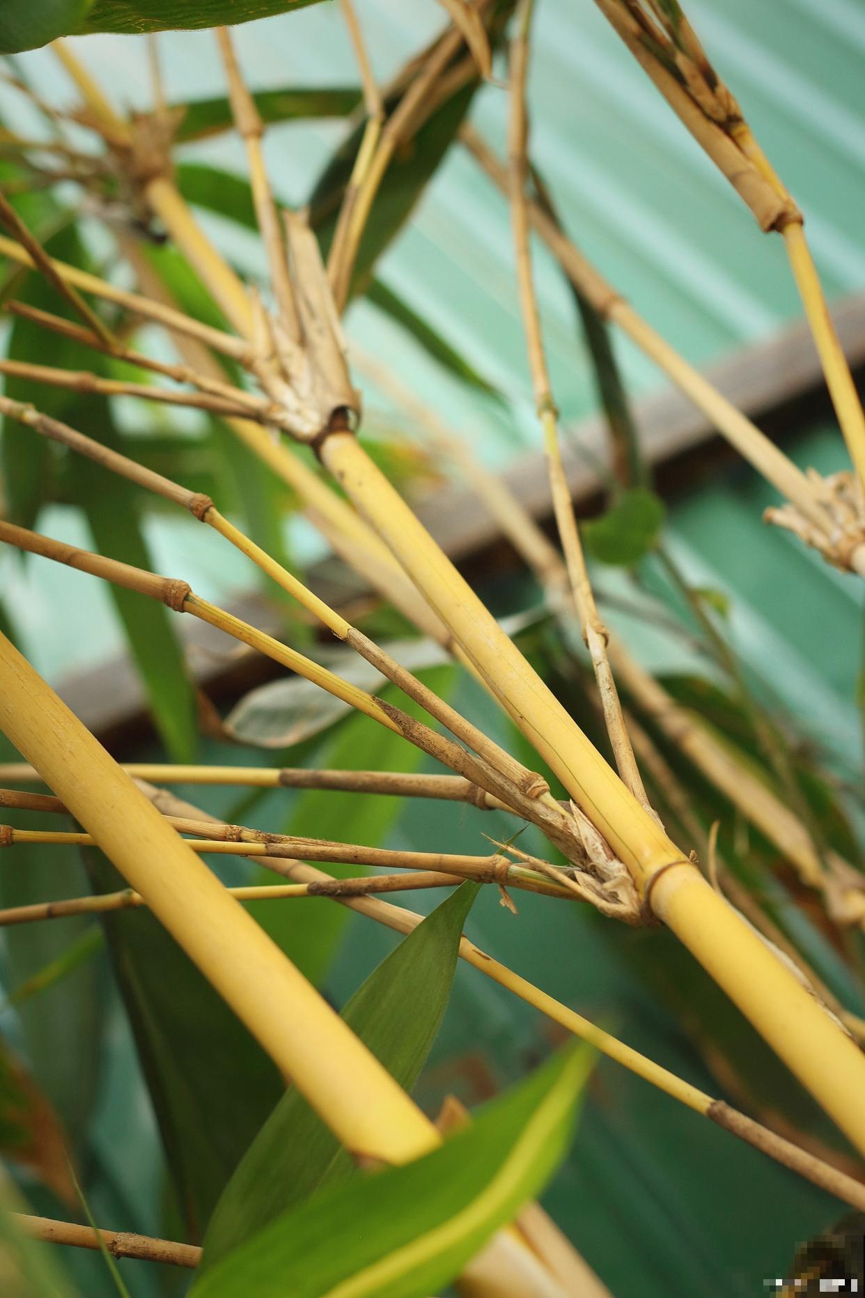 竹子什么时候开花