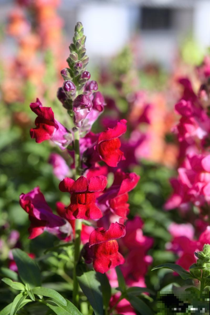 长不大的花有哪些 长不大的花有哪些