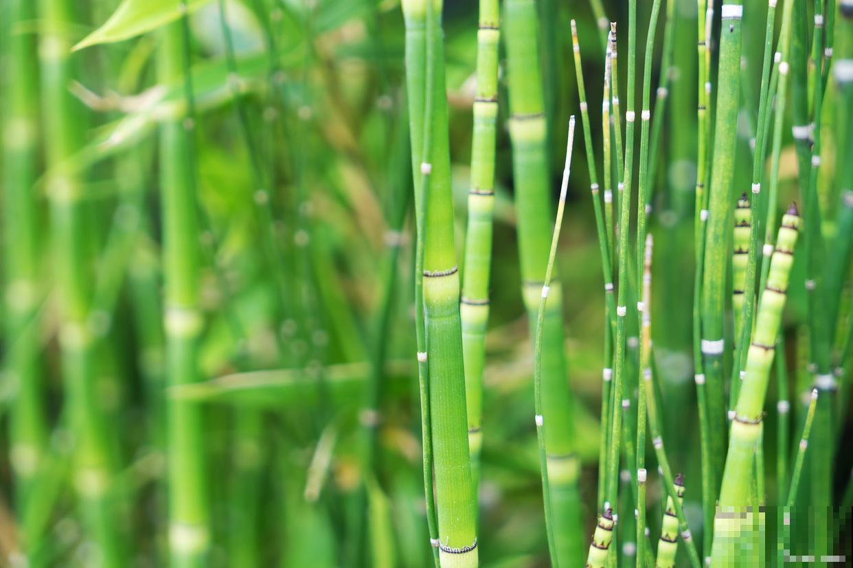 水竹如何养殖的？