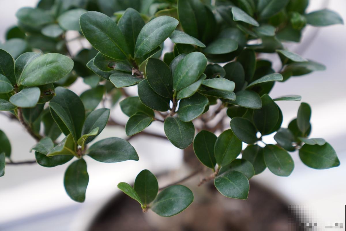 米兰怎么养护的？