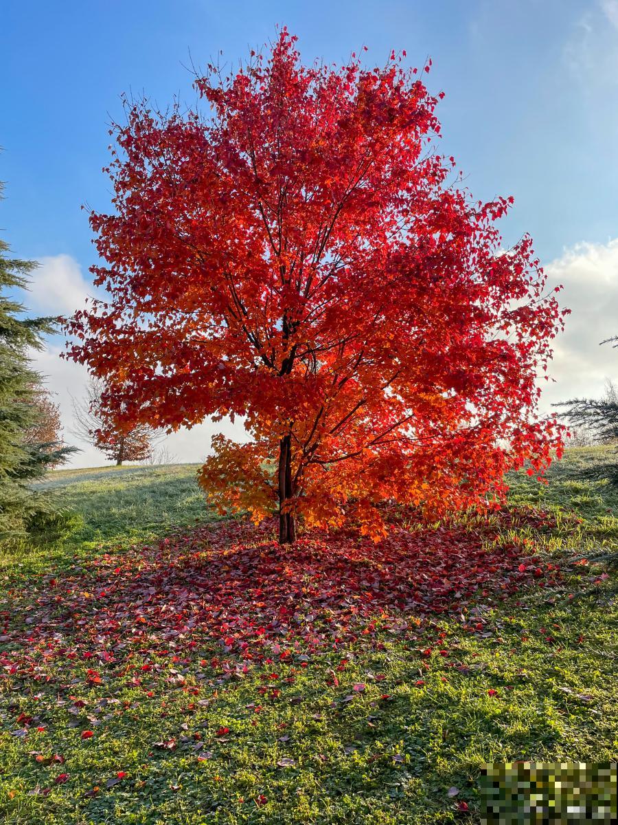 秋天生长的植物有哪些