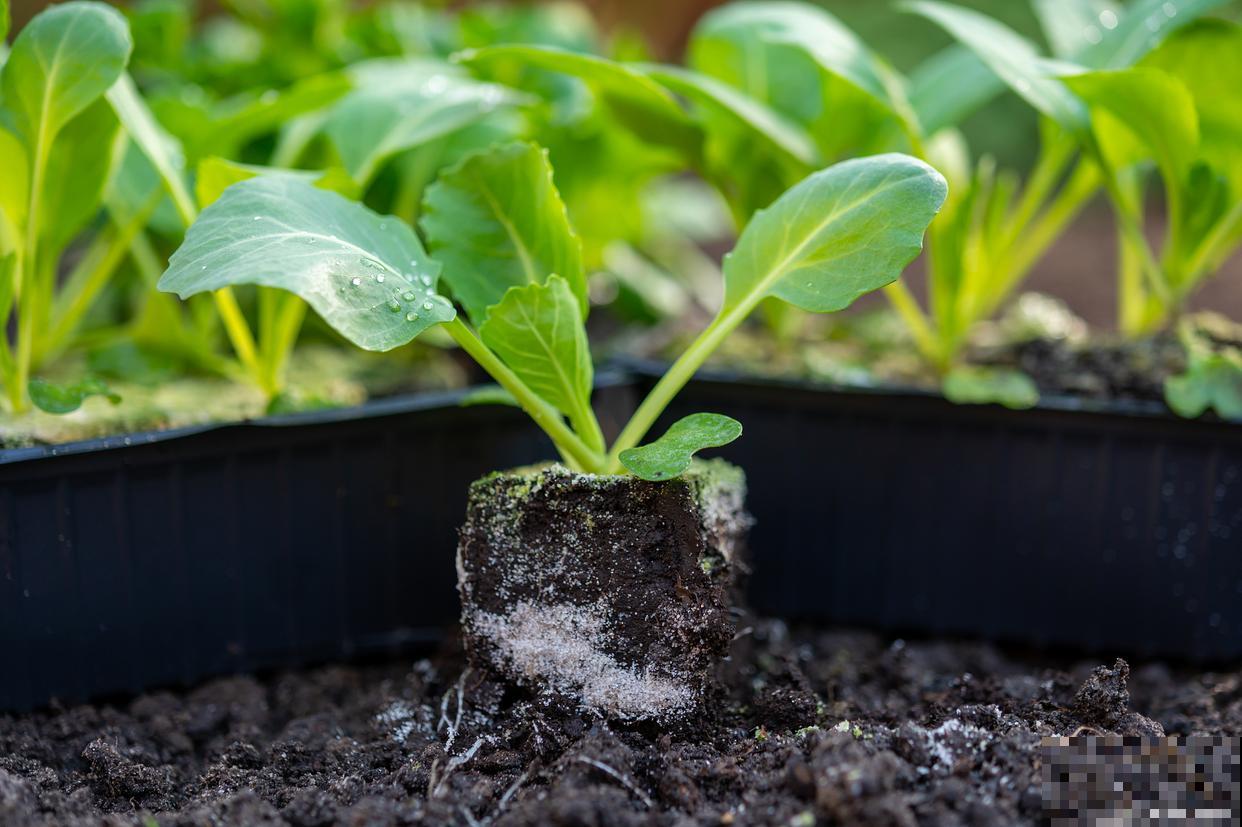 蔬菜种下后几天施肥合适 蔬菜种下后几天施肥合适