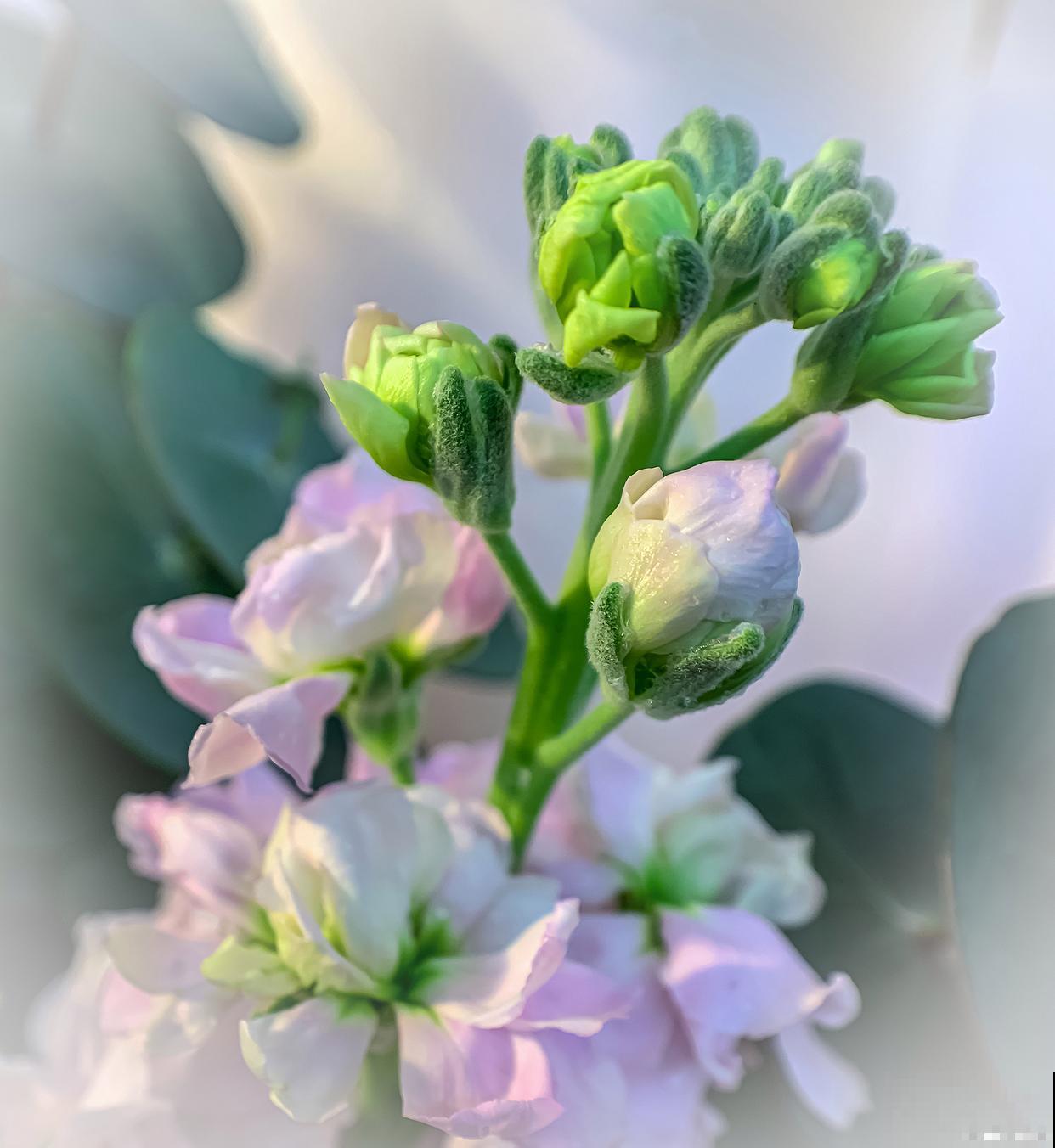 雪里红花怎么养? 雪里红花怎么养?