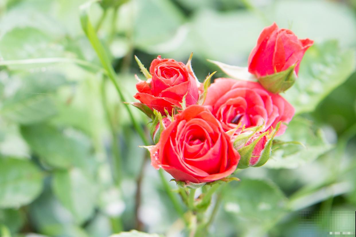 玫瑰花怎么移栽？