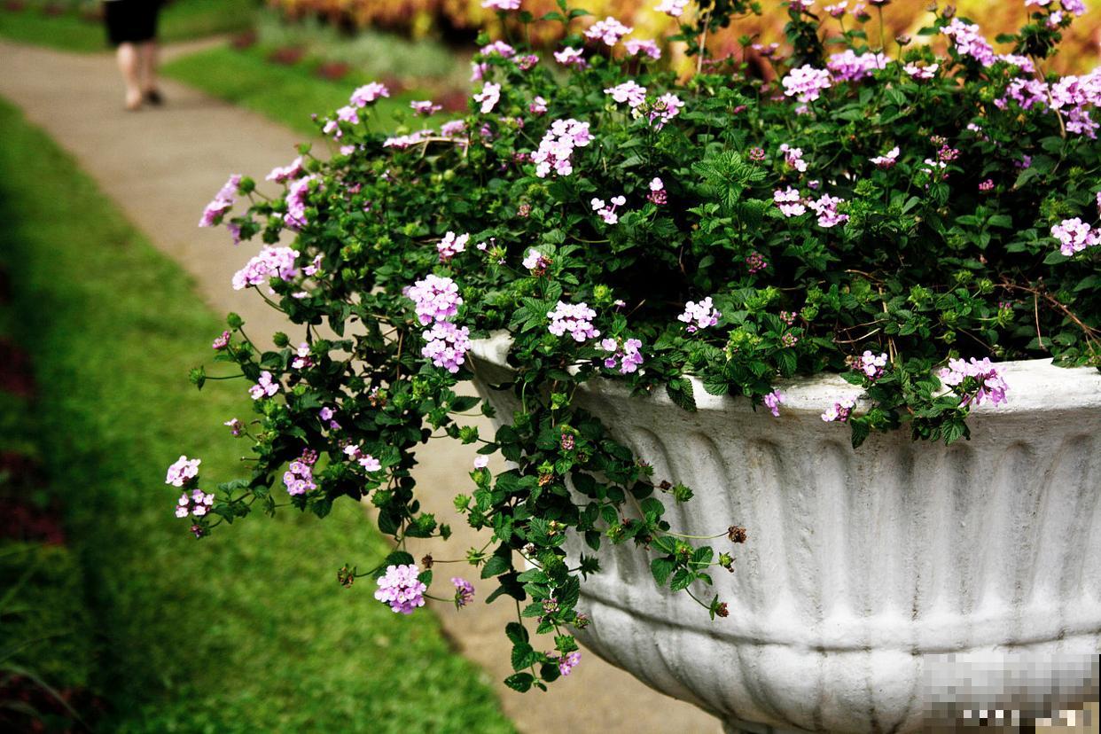 百万小铃怎么浇水 百万小铃怎么浇水