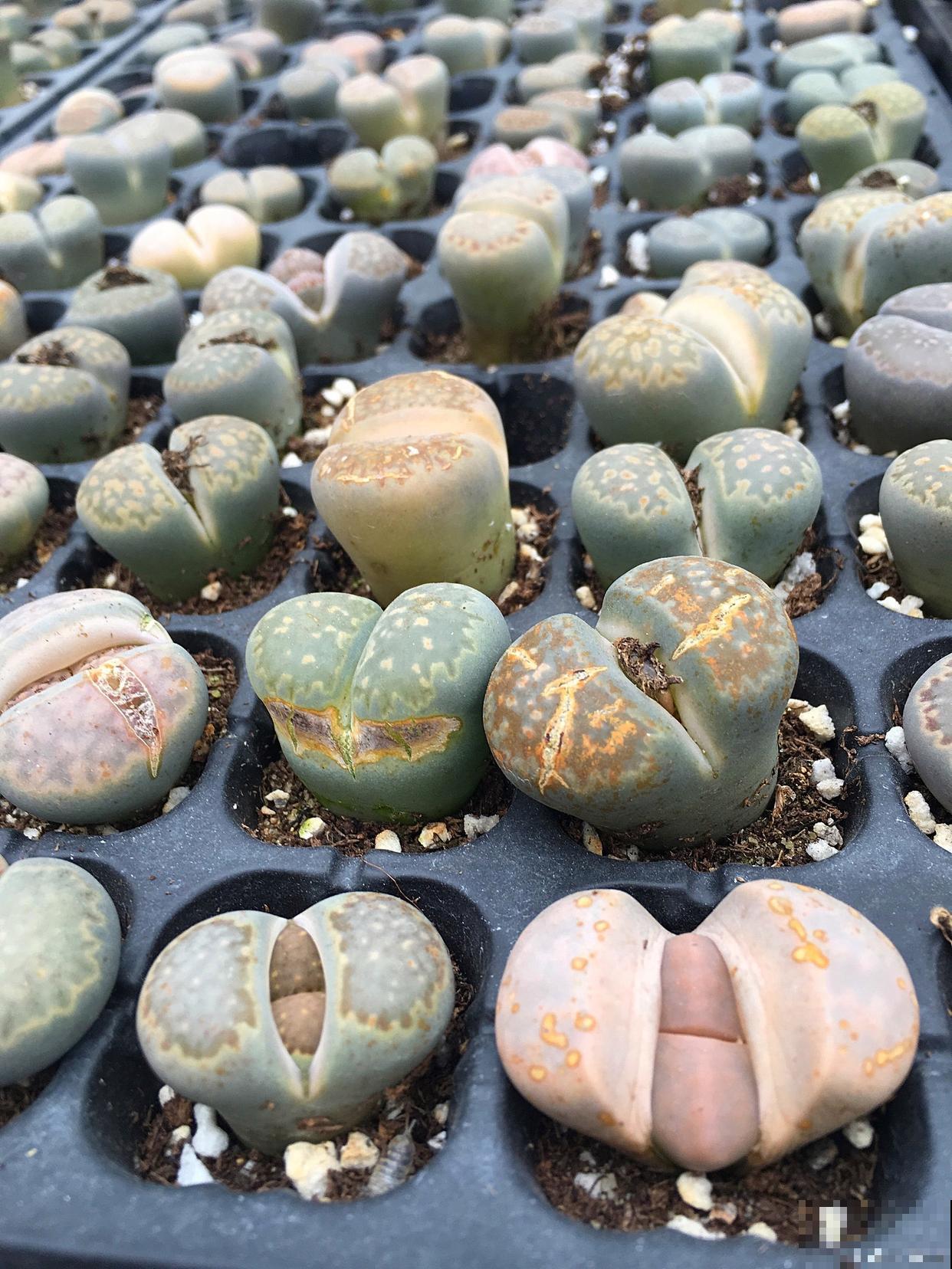 生石花脱皮怎么养护