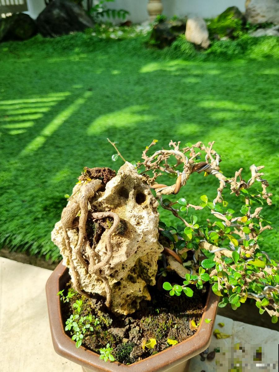 清香木有点黄掉叶子怎么办 清香木有点黄掉叶子怎么办