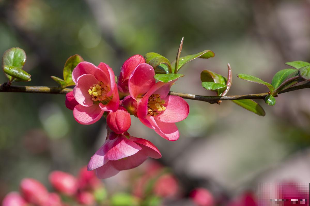 海棠花的养殖方法和注意事项
