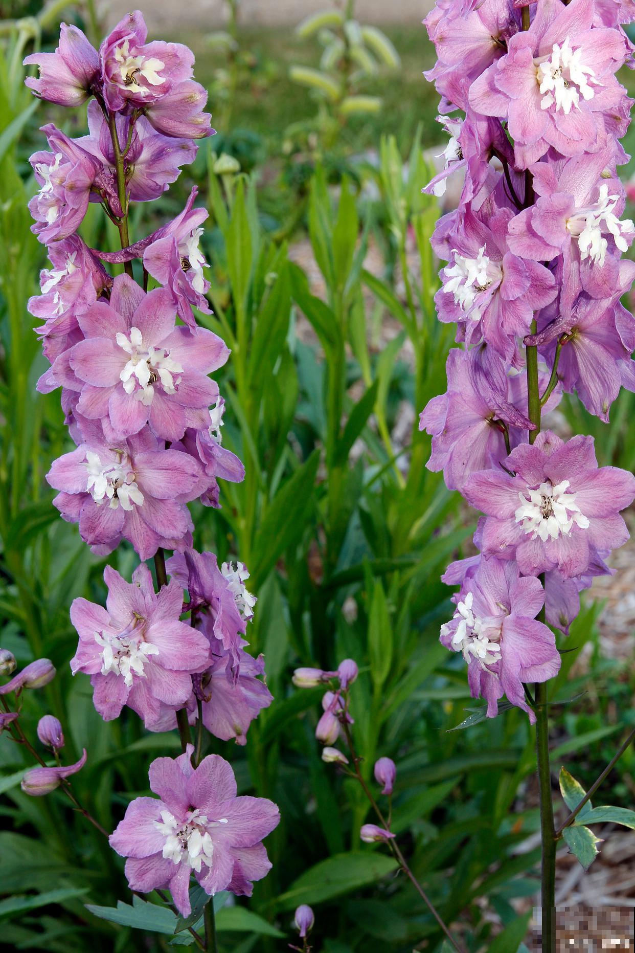 飞燕草什么时候种