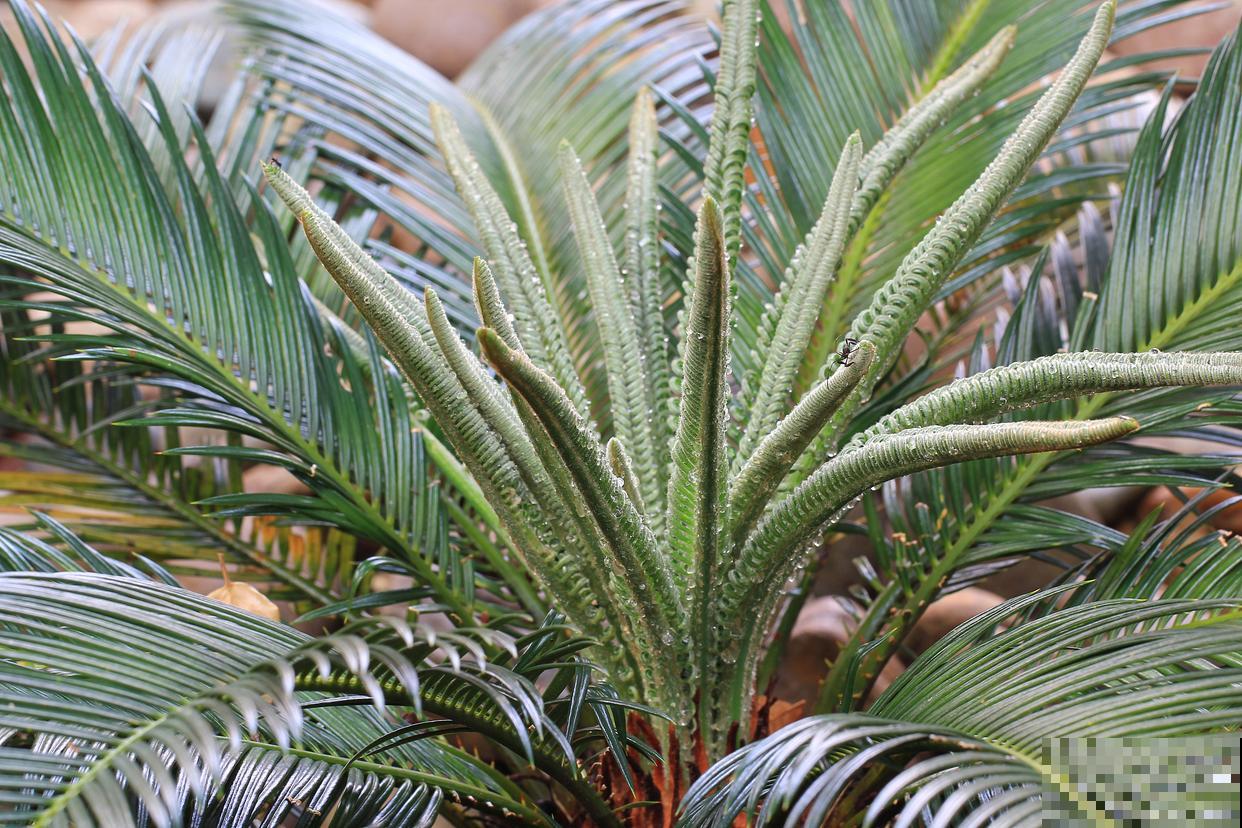 没有阳光的室内适合养什么花