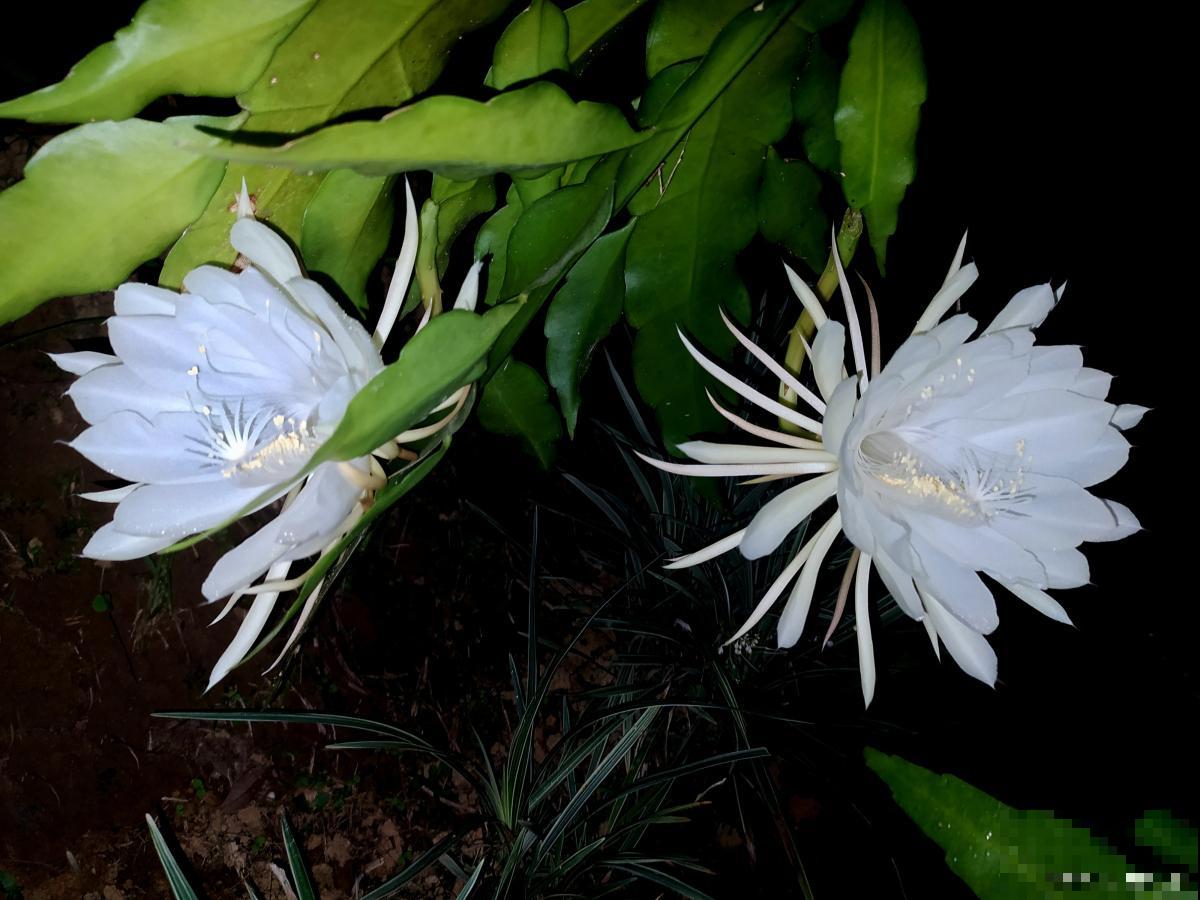 昙花怎么养 昙花的养殖方法 昙花怎么养 昙花的养殖方法
