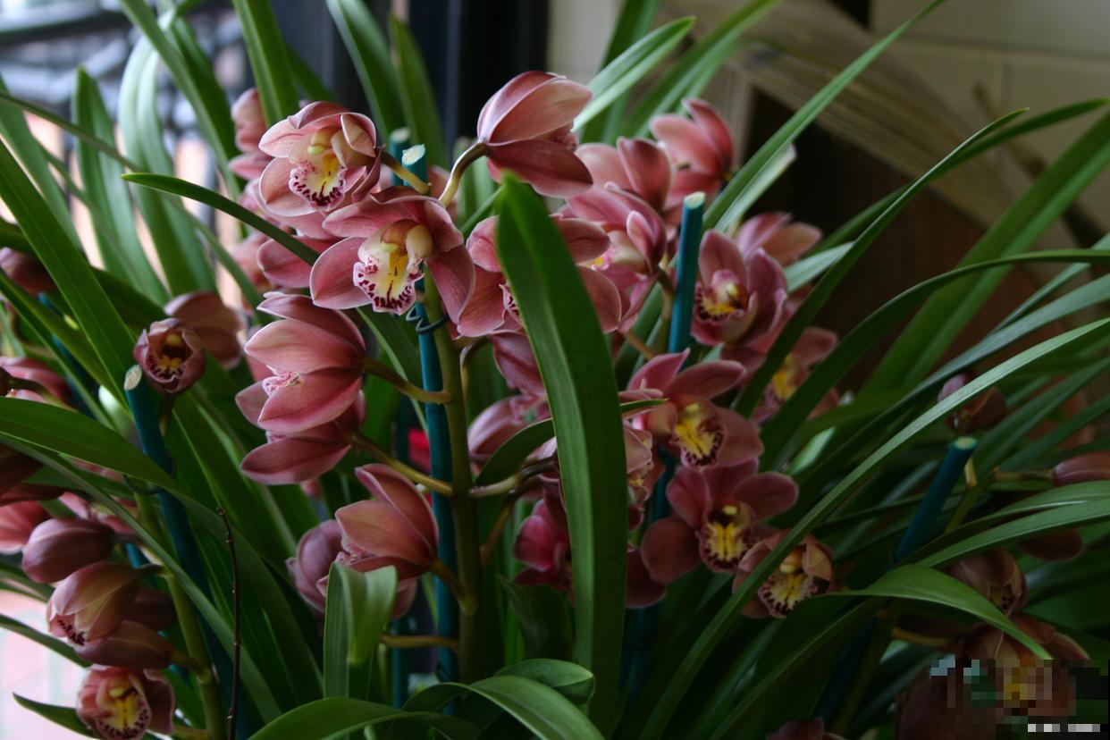 大花蕙兰多久浇一次水