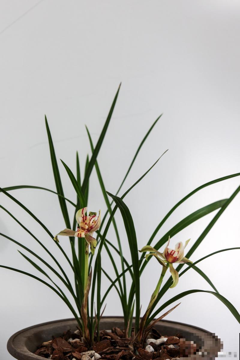 兰花多久浇一次水