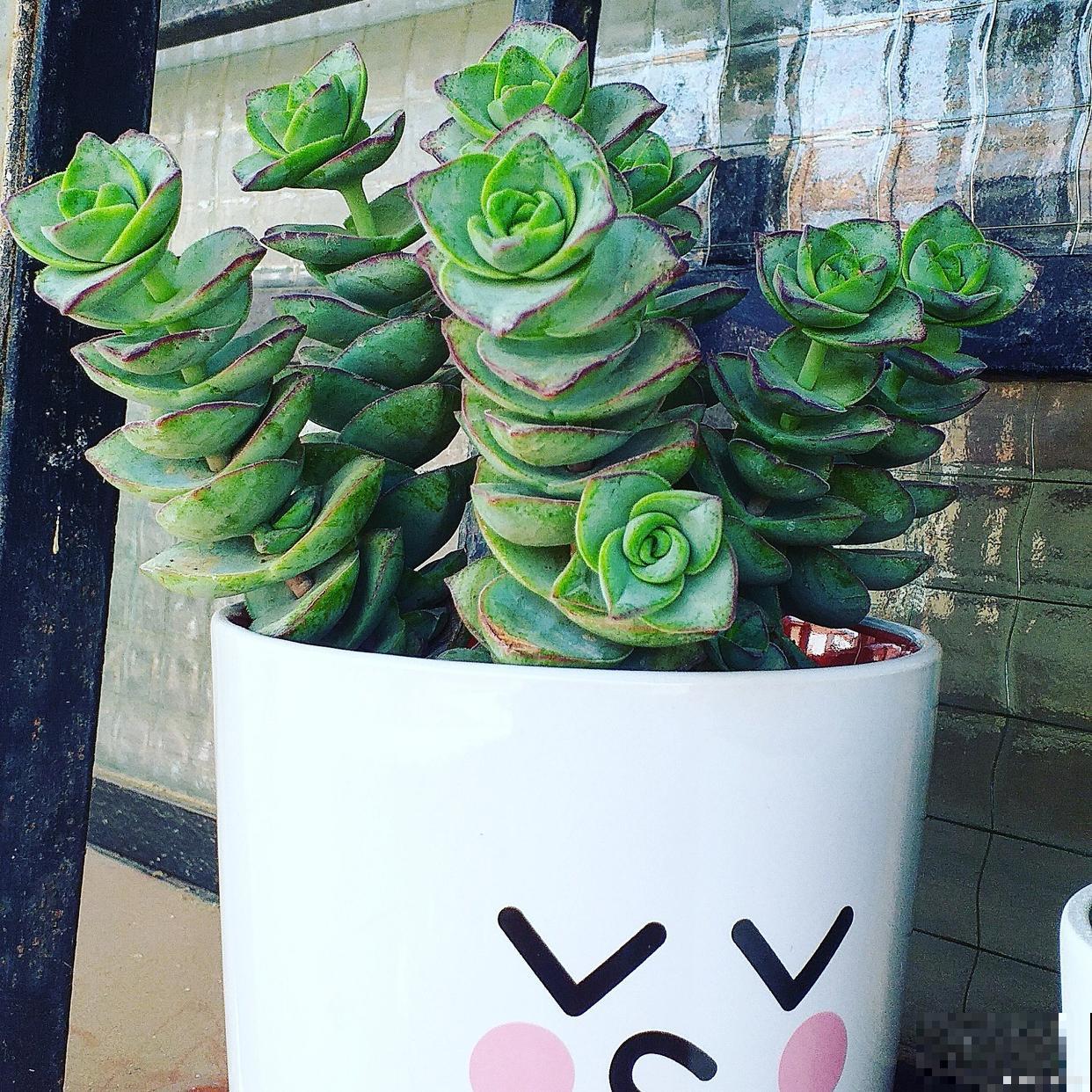 星王子怎么扦插？