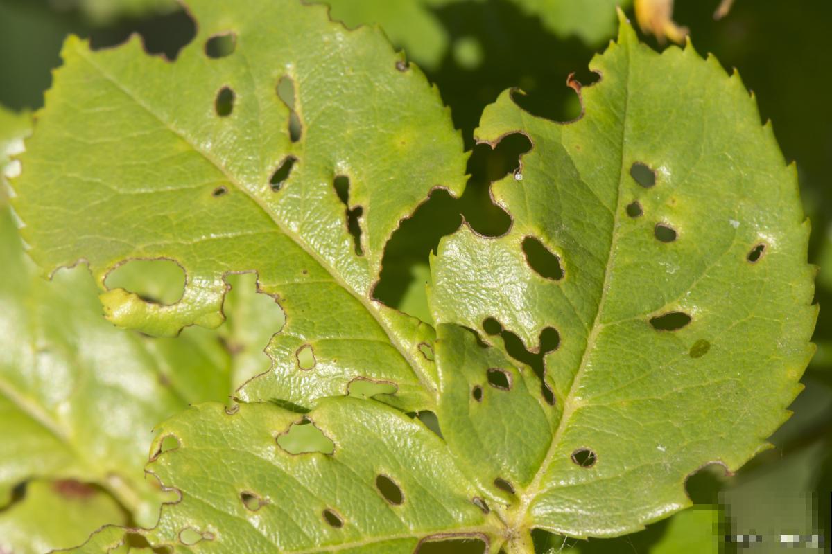 山茶花叶斑病怎么治