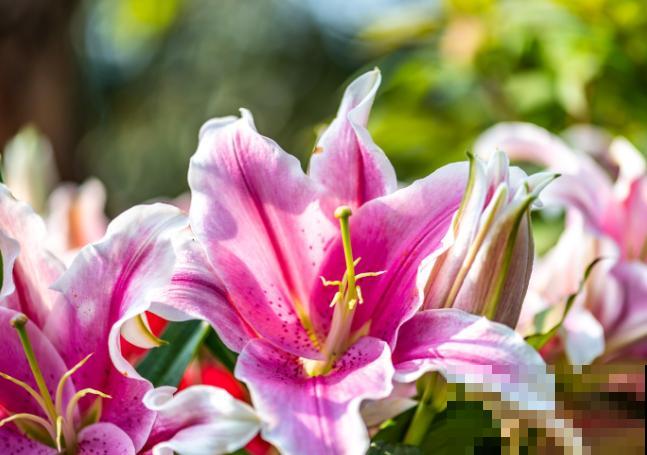 百合花水养，注意这4点，花开时间长