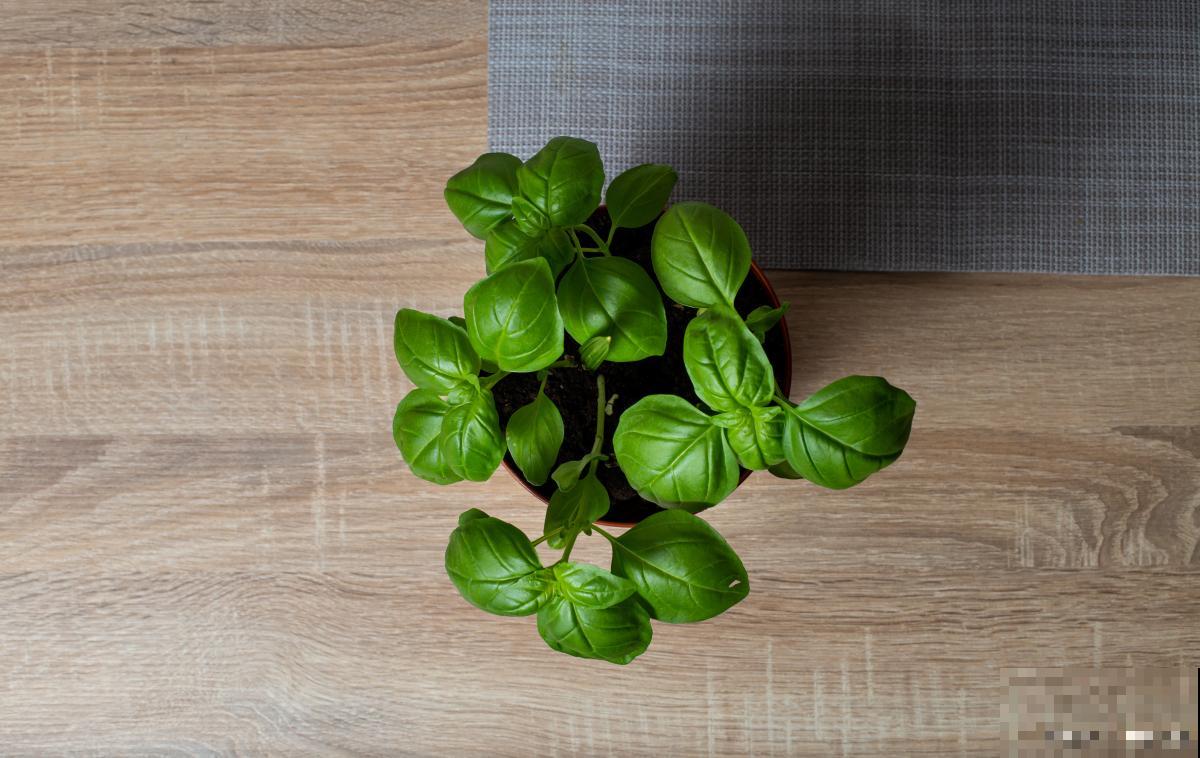 豆瓣绿怎么掉叶子