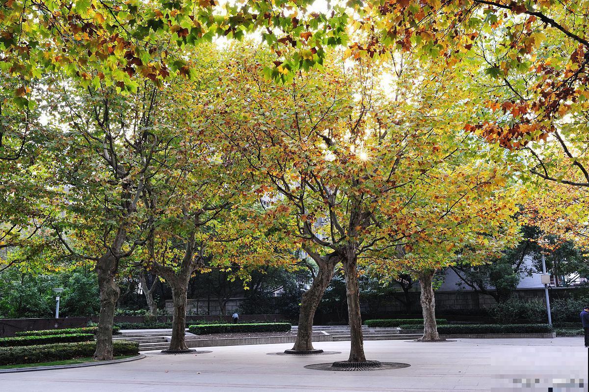 梧桐树如何繁殖？