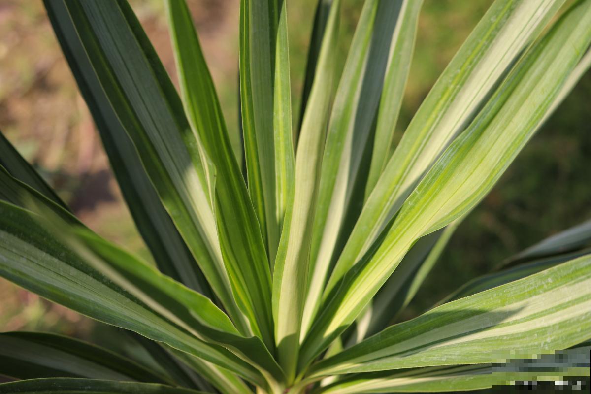 观叶的花卉有哪些